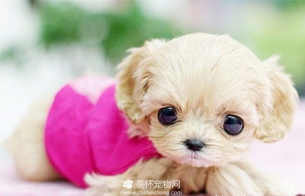 迷你狗