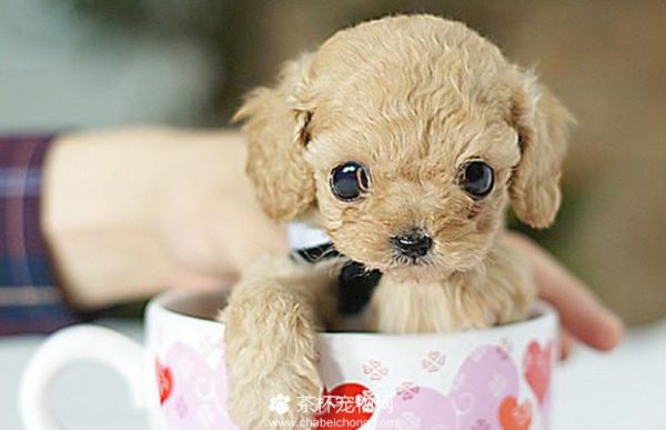 茶杯犬