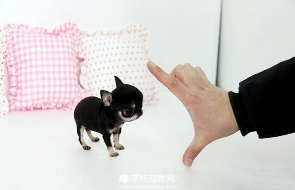 茶杯吉娃娃