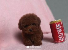 茶杯犬