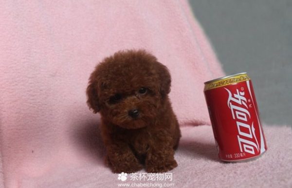 茶杯犬