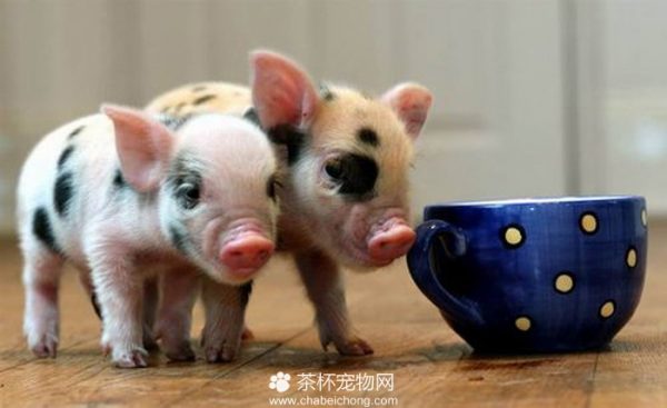 茶杯猪