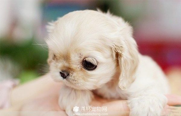 茶杯宠图片
