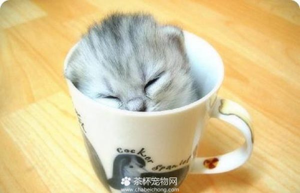 茶杯猫图片（三）