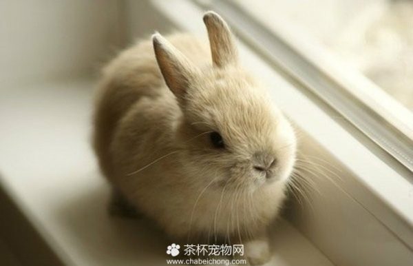 茶杯兔图片（二）