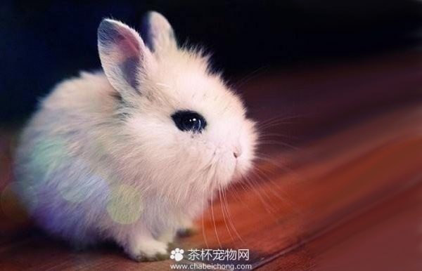 茶杯兔图片（四）