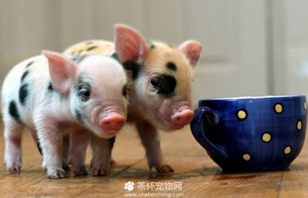 茶杯猪图片