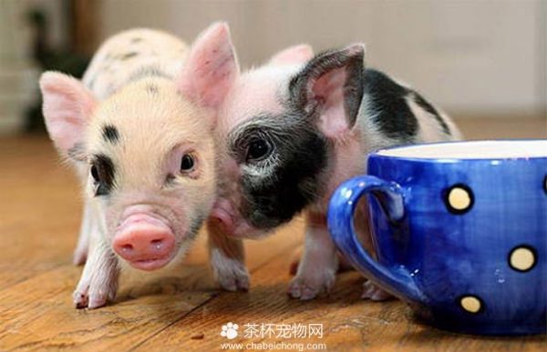 茶杯猪图片（二）