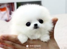 茶杯博美犬