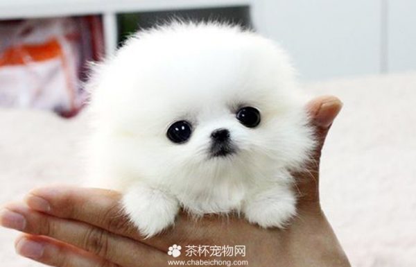 茶杯博美犬