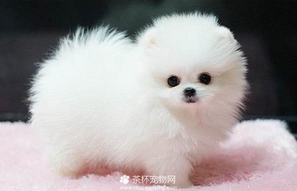 茶杯犬饲养