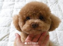 迷你贵宾犬