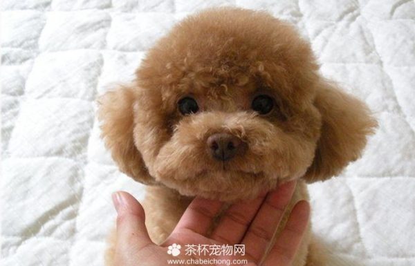 迷你贵宾犬