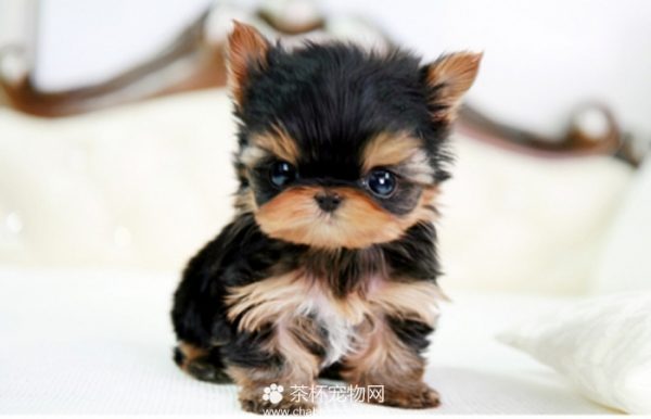 茶杯约克夏