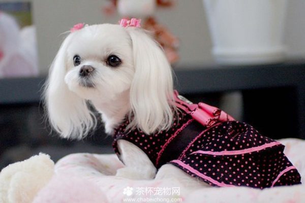 茶杯马尔济斯