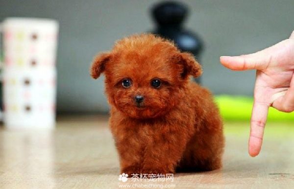 茶杯泰迪犬价格
