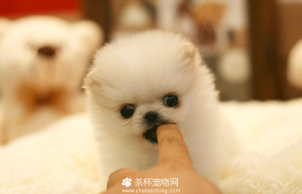 茶杯博美