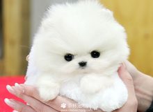 茶杯博美犬价格