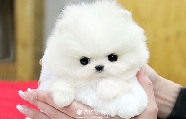 茶杯博美犬价格