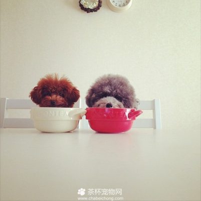 茶杯犬图片
