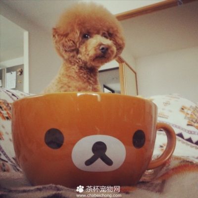 茶杯犬图片（二）