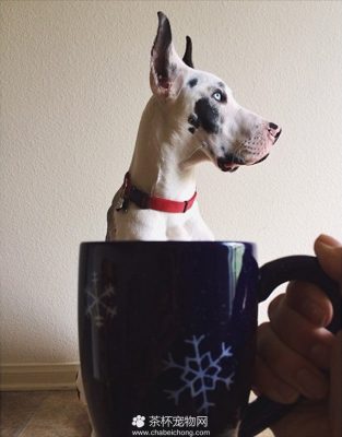 茶杯犬图片（三）
