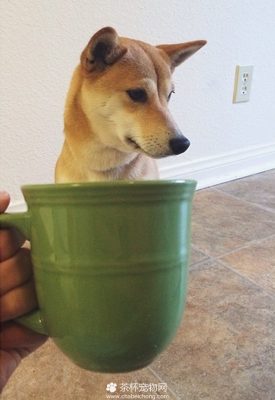 茶杯犬图片（四）
