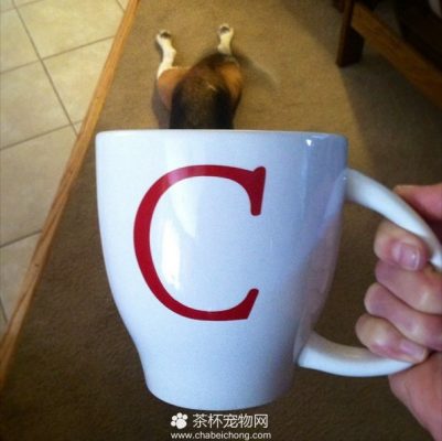 茶杯犬图片（五）