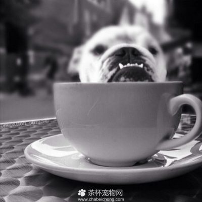 茶杯犬图片（六）