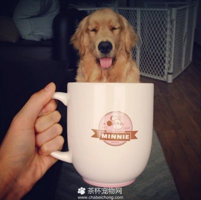 茶杯犬图片（七）