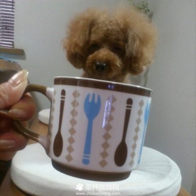 茶杯犬图片（八）