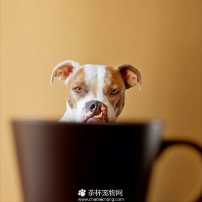 茶杯犬图片（九）