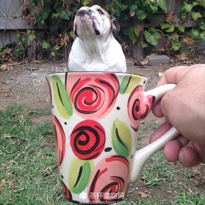 茶杯犬图片（十）