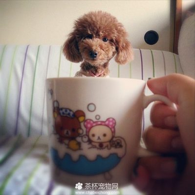 茶杯犬图片（十一）
