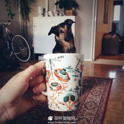 茶杯犬图片（十二）