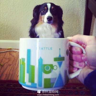 茶杯犬图片（十三）