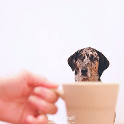 茶杯犬图片（十四）
