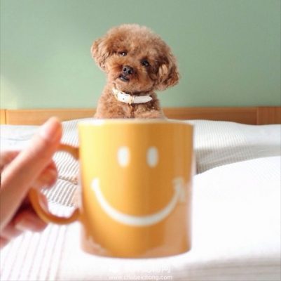 茶杯犬图片（十五）