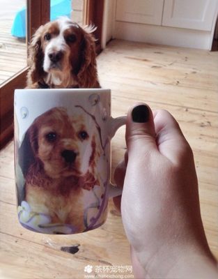 茶杯犬图片（十六）