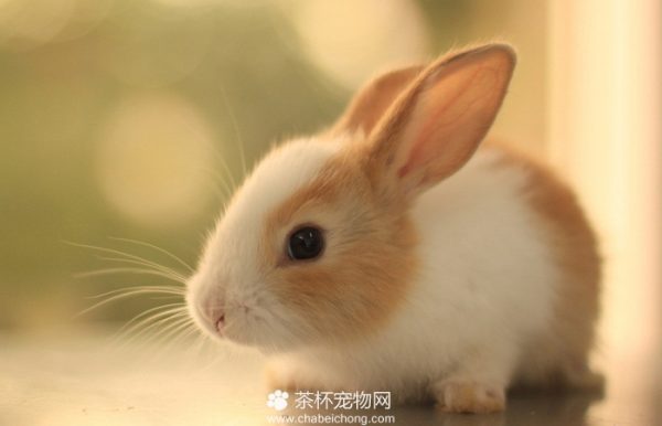 迷你兔