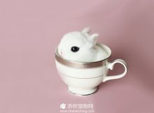 迷你茶杯兔