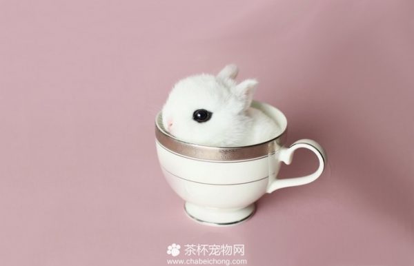 迷你茶杯兔