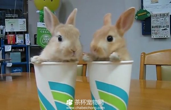 迷你兔子视频