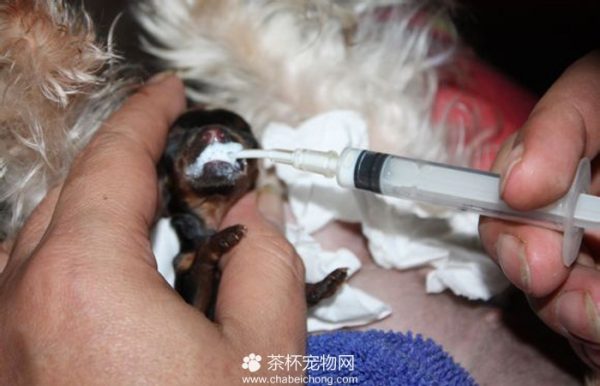 培育茶杯约克夏
