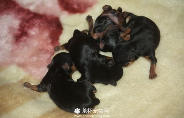 培育茶杯约克夏（五）