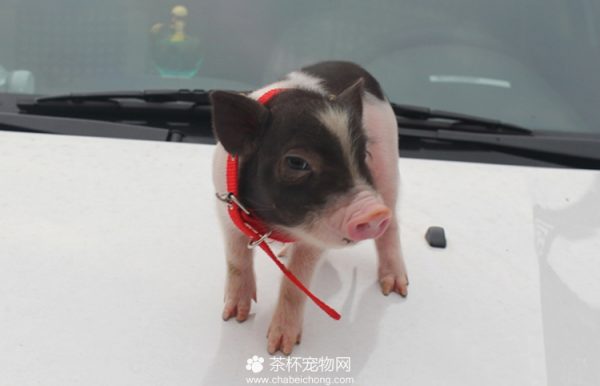 小香猪