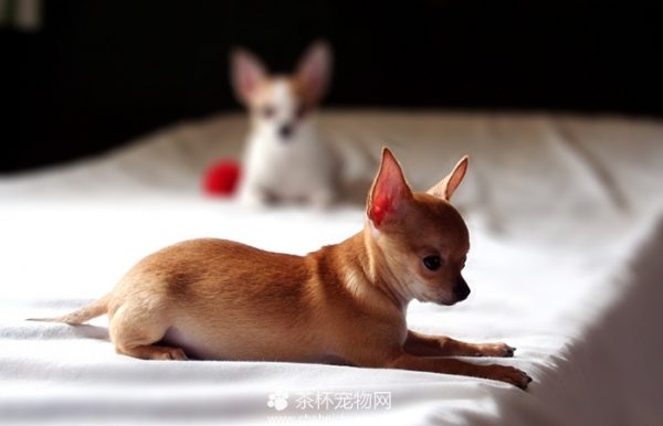 培育茶杯吉娃娃