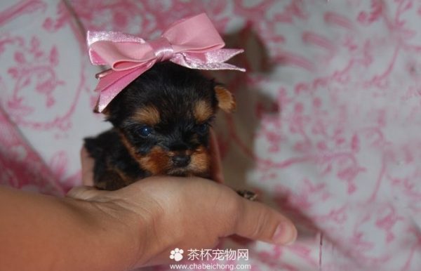 培育茶杯约克夏
