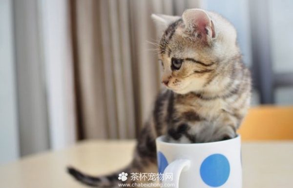 茶杯猫训练