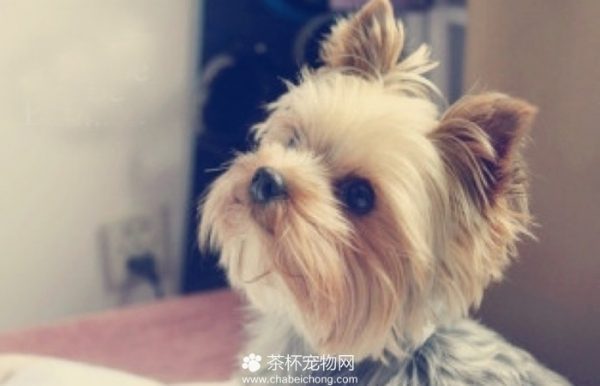 茶杯约克夏